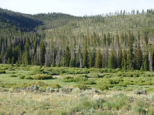 GDMBR: A brushy meadow around Warm Spring Creek.